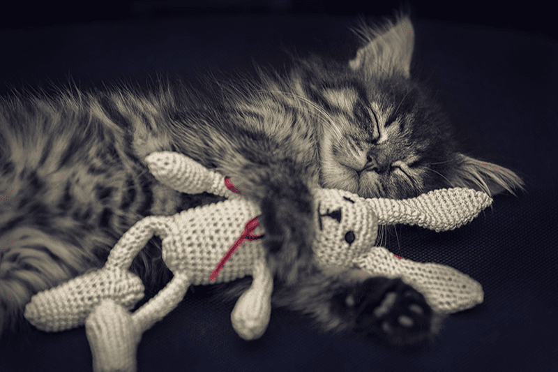 Chat tabby câlinant un jouet