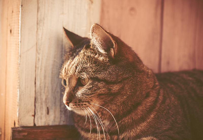 Chat tabby regardant au loin sur fond de clôture