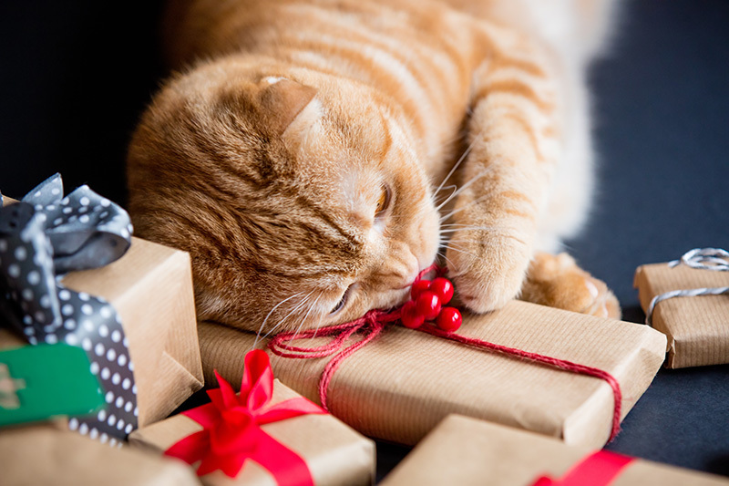 Un chat coiffé d'une casquette fête son anniversaire sur fond rose
