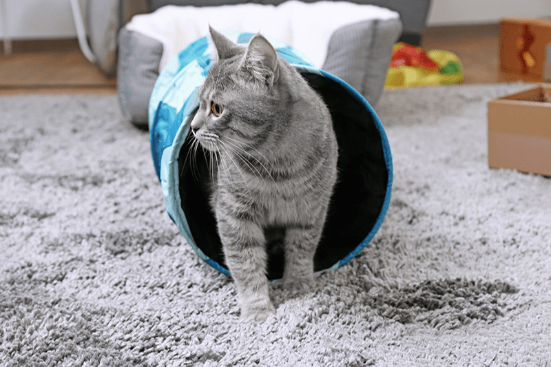 Chat gris sortant d'un tunnel bleu pour chat