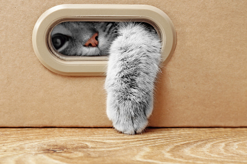 Chat se cachant dans une boîte en carton avec une patte pendante