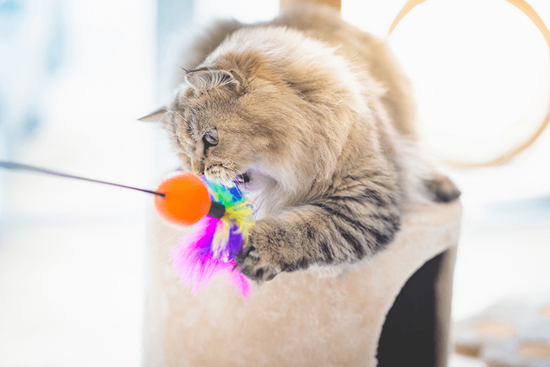 Chat sur un arbre à chat jouant avec un jouet