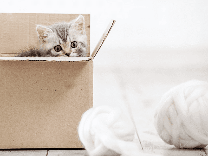 Chaton regardant une pelote de laine à travers une boîte en carton