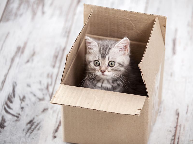 Un petit chaton assis confortablement dans une boîte en carton, les oreilles dressées et les yeux grands ouverts.