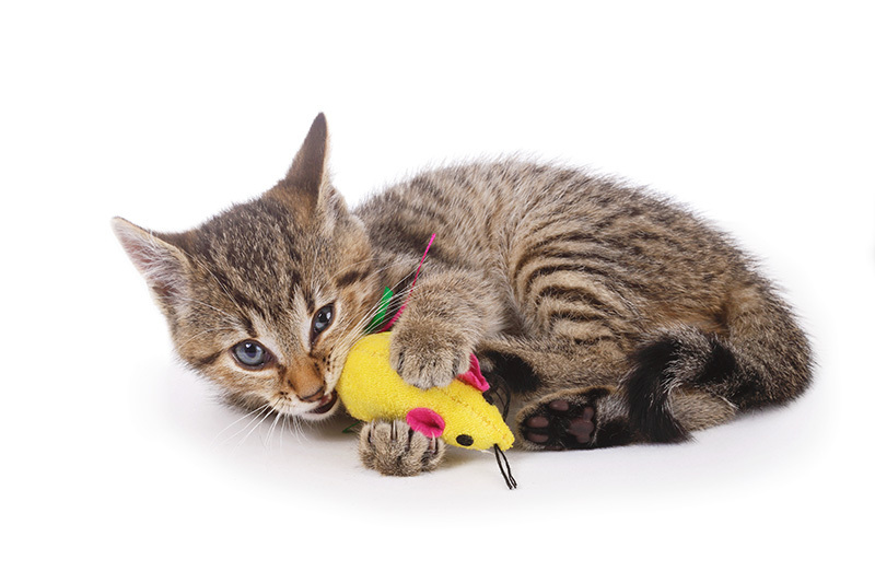 Un chaton enjoué mordant une petite souris en peluche