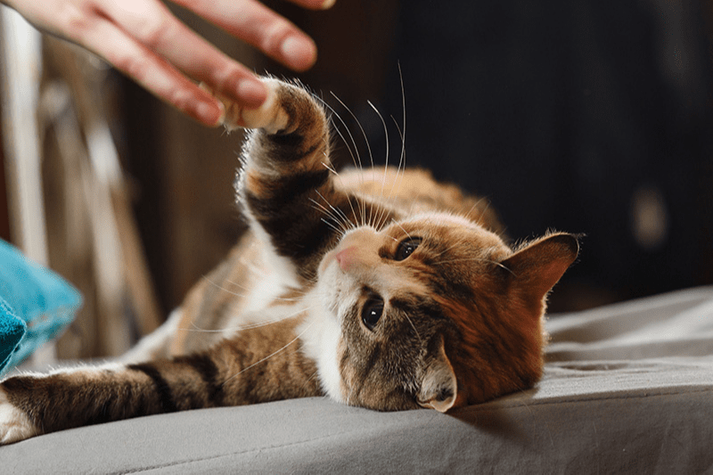 Chat couché jouant avec la main de son maître