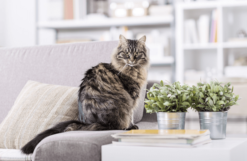 Chat perché sur un canapé à côté d'une table basse