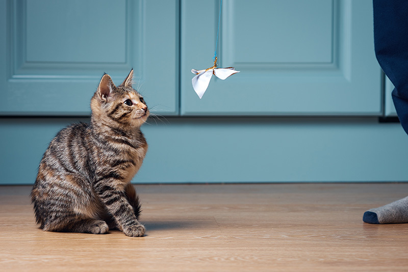 Chat bleu russe crème argenté sur une table en bois jouant avec un jouet en plumes