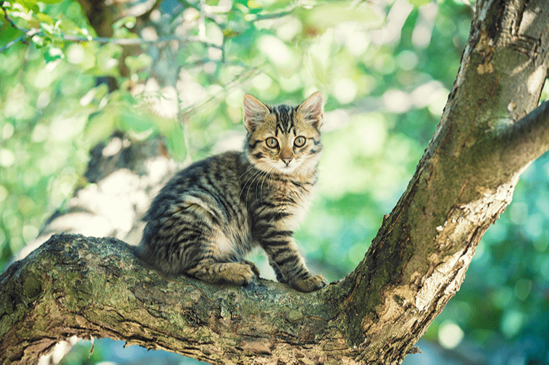 Comment faire rentrer un chat ? Idées d’appâts et astuces