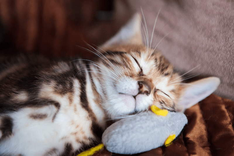 Chat dormant avec une souris jouet