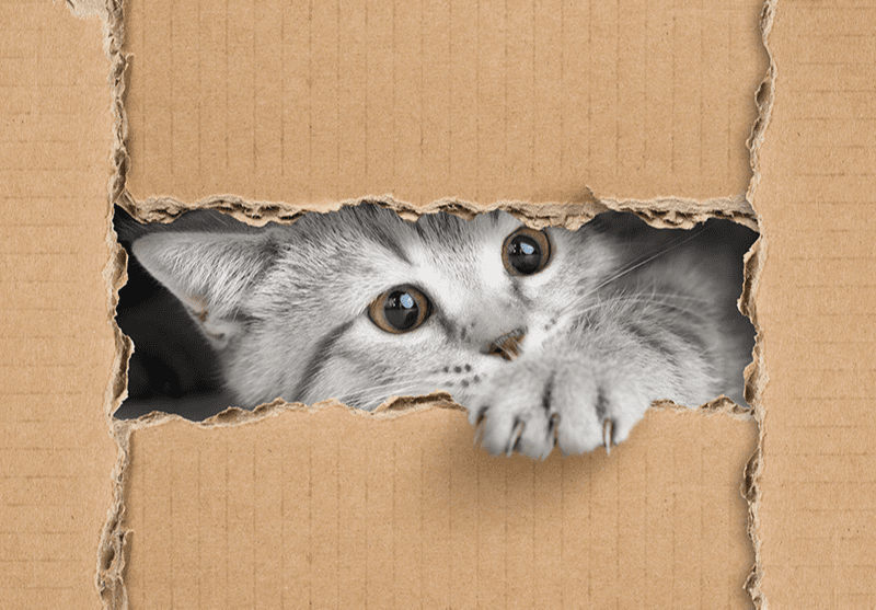 Chat gris coincé dans une boîte en carton