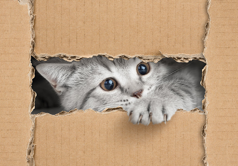 Chaton avec la patte à l'extérieur de la boîte en carton