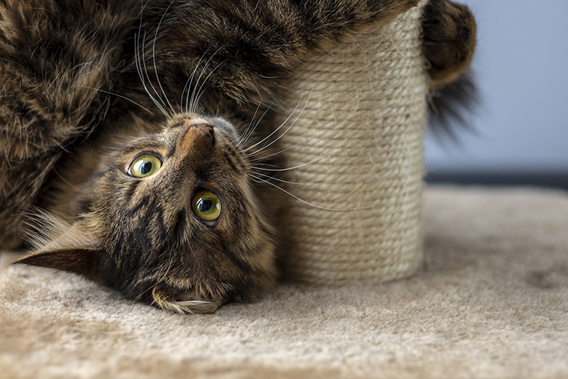 Comment occuper son chat