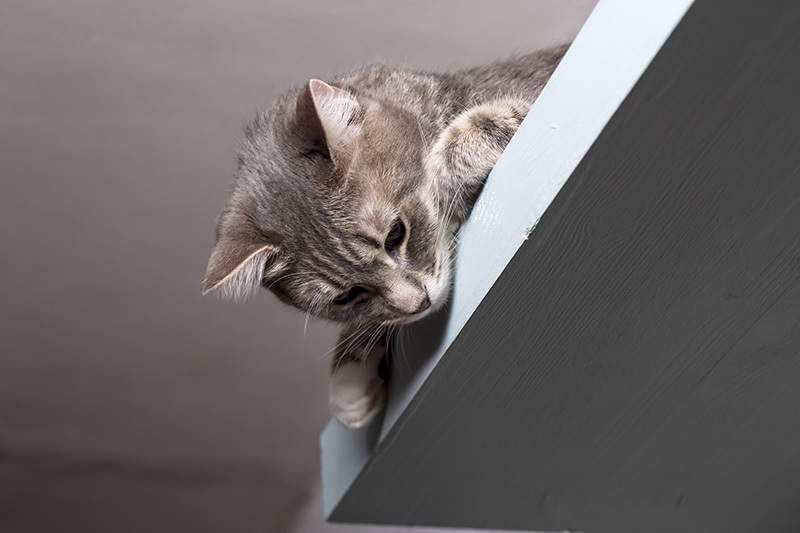 Un chat est perché sur une corniche et regarde vers le bas.