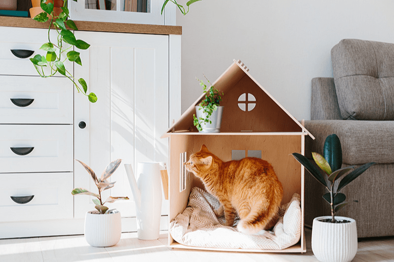 Chat roux dans une maison en carton