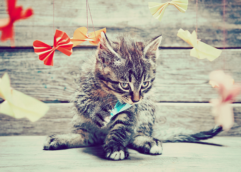 Idées de jouet pour un chat seul