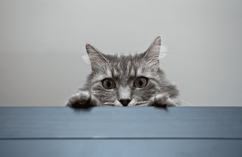 Jouet Logique En Feutre Pour Chats, Balles Avec Clochettes, Labyrinthe, Pour Les Exercices KOT28 - Pologne, Produits Neufs - Plate-forme De Vente En Gros | B2B