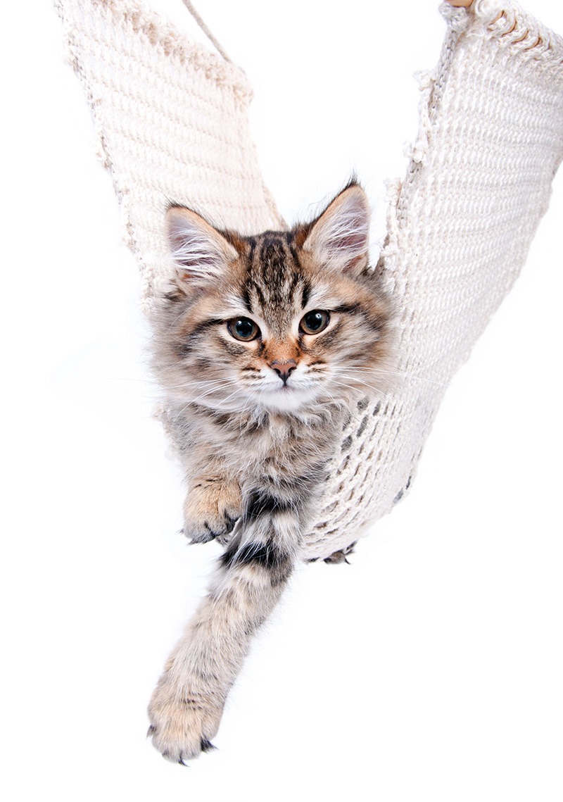 Un adorable chaton se repose dans un hamac, entouré d'un tissu doux, semblant calme et à l'aise.