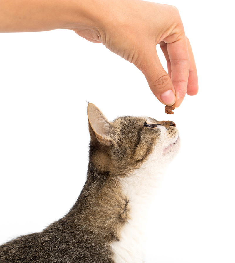 Un chat tend la main pour attraper une friandise qui est hors de sa portée.