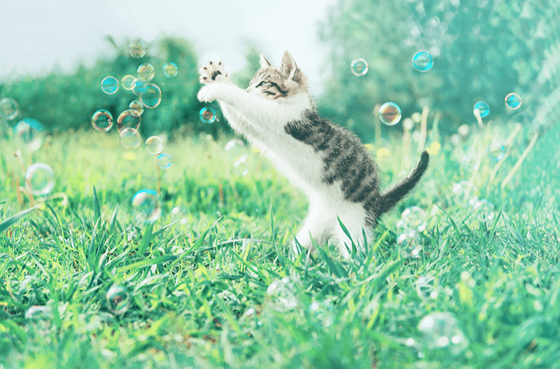 Chat essayant d'attraper des bulles