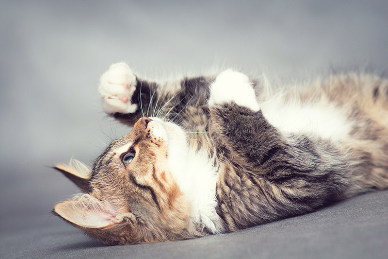 Chat couché sur le dos