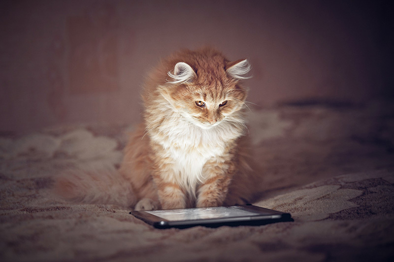 Chat assis sur le lit, regardant quelque chose sur une tablette