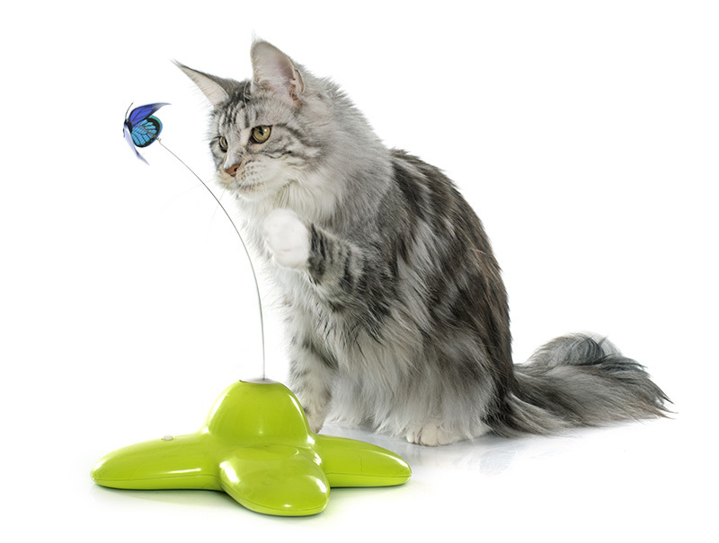 Idées de jouet pour un chat seul
