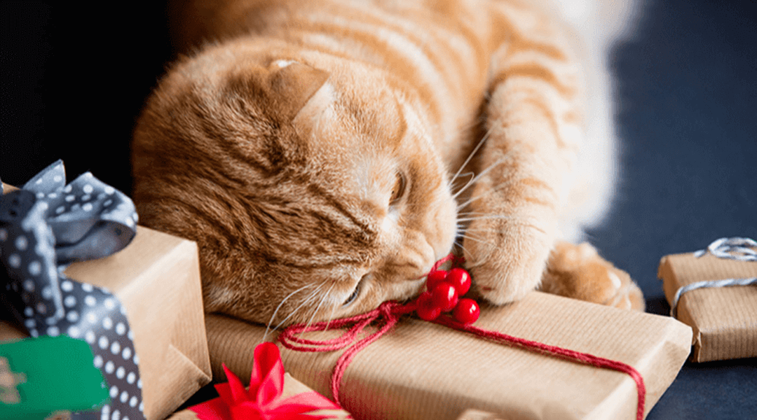 Un chat coiffé d'une casquette fête son anniversaire sur fond rose