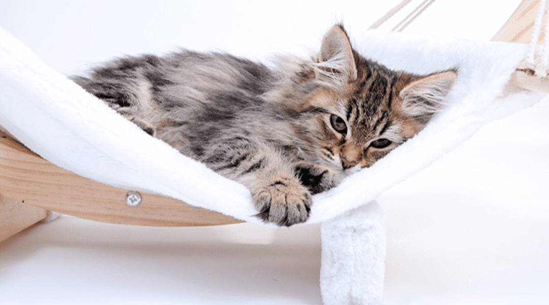 Chat tabby dans un hamac pour chat