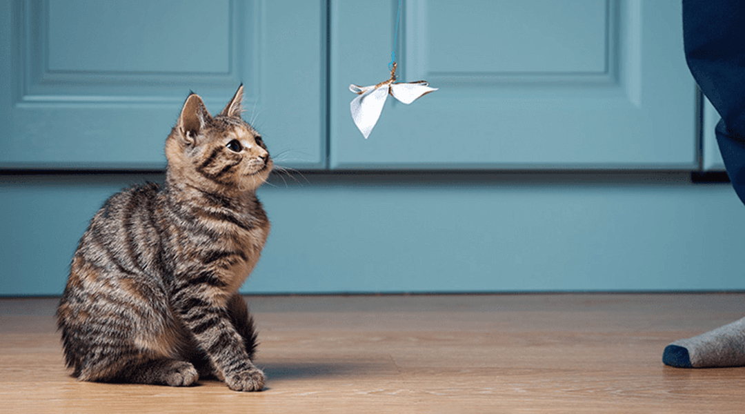Chat bleu russe crème argenté sur une table en bois jouant avec un jouet en plumes