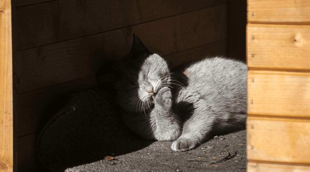 La maison pour chat