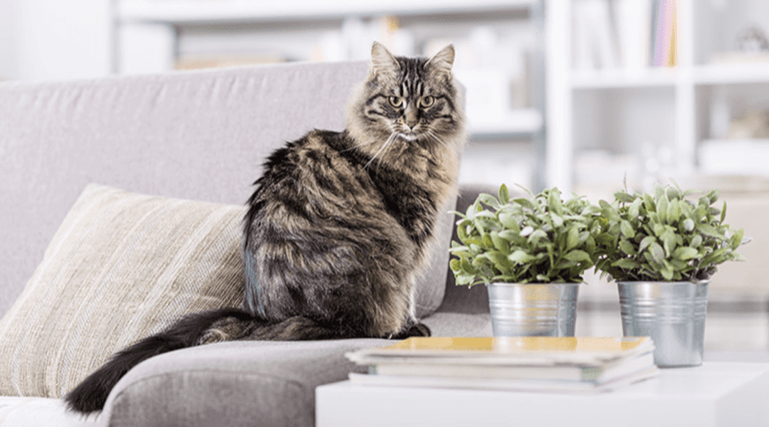 Chat perché sur un canapé à côté d'une table basse