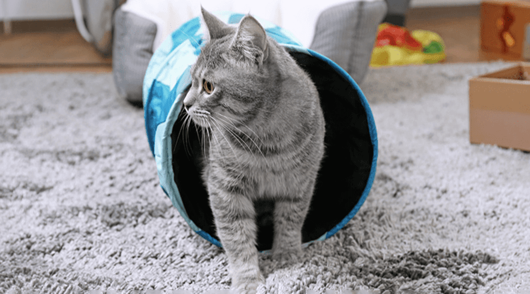 Chat gris sortant d'un tunnel bleu pour chat