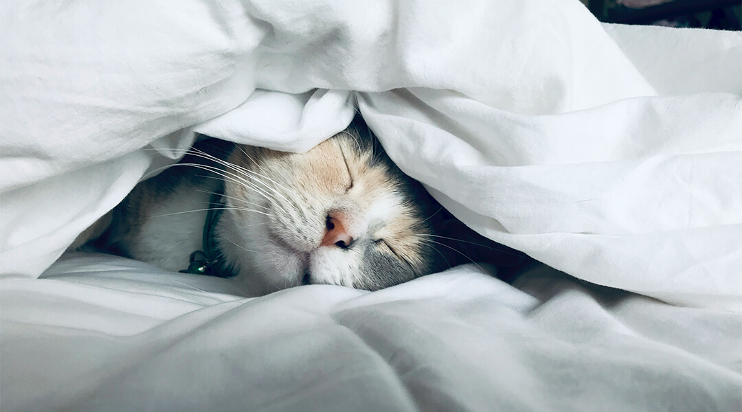 Pourquoi mon chat ne ronronne pas ? Causes et solutions