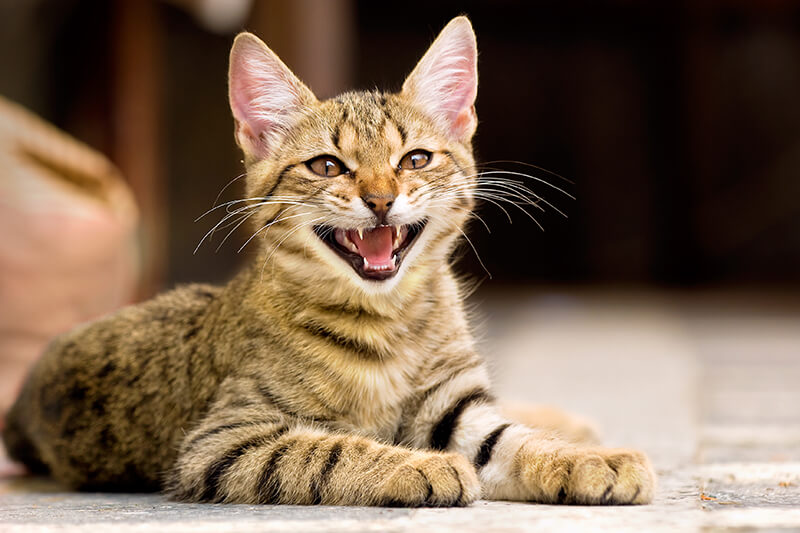 chat qui miaule sur le sol