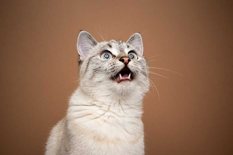 le chat aux yeux bleus miaule