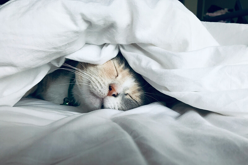 Chat blanc qui dort sous une couette blanche.