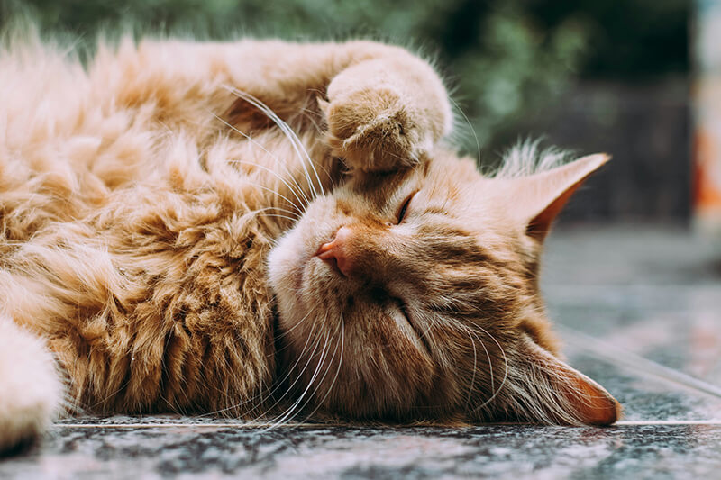 Eine flauschige orangefarbene Katze schläft auf einem gefliesten Boden und bedeckt ihr Gesicht mit einer Pfote.