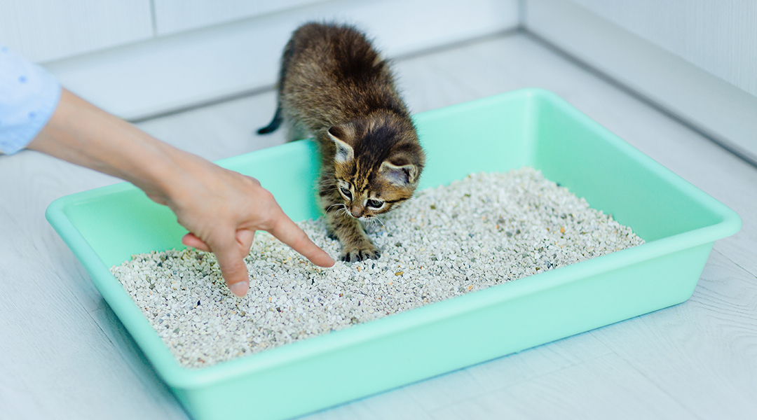 Un petit chaton est introduit à une litière par la main d'une personne.