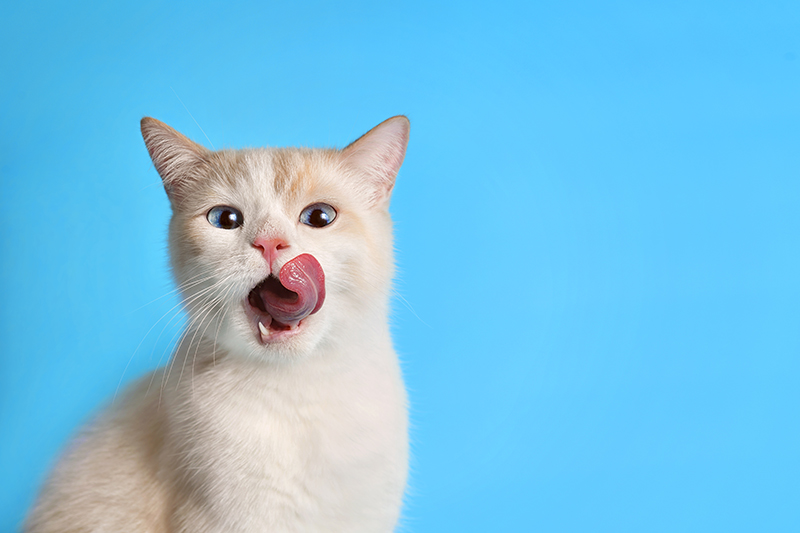 Un chat couleur crème se léchant les lèvres avec un fond bleu.