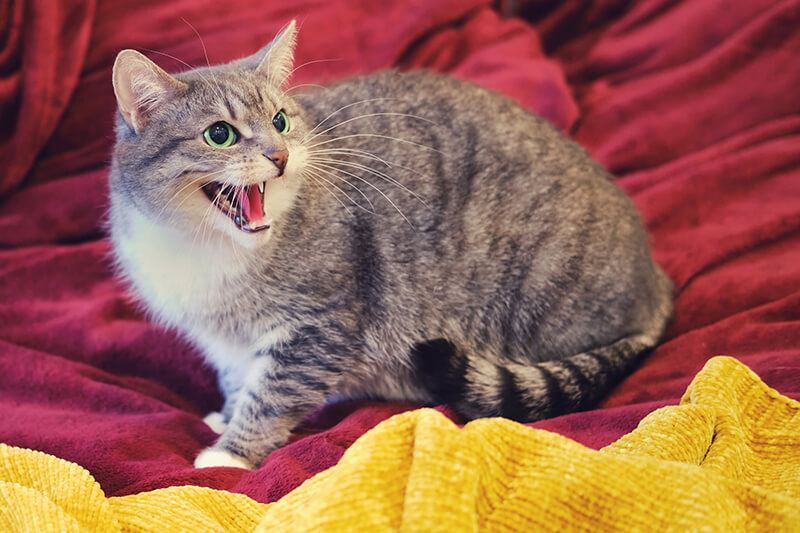 Un chat qui grogne gris et blanc à poils courts siffle en étant assis sur une couverture rouge. Le chat qui grogne a les yeux grands ouverts et il semble effrayé ou en colère.