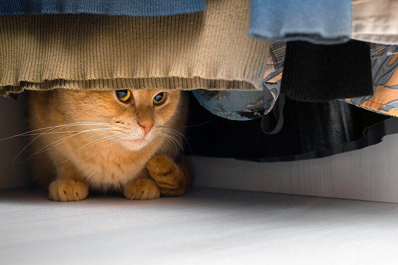 Chat roux se cachant sous une rangée de vêtements suspendus, regardant prudemment à l'extérieur.