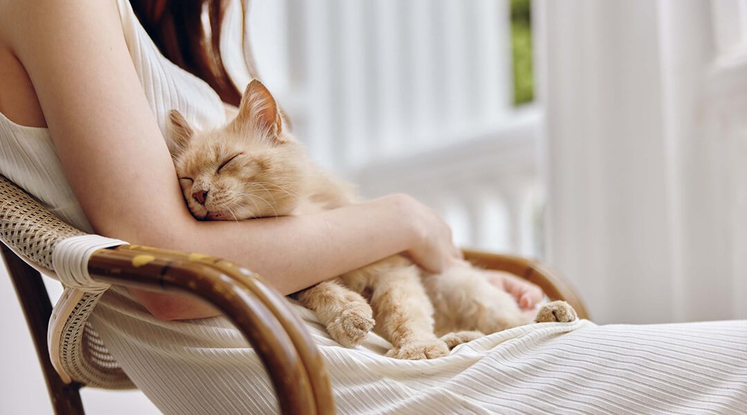 Chat roux dormant confortablement dans les bras d'une personne assise sur une chaise en osier.