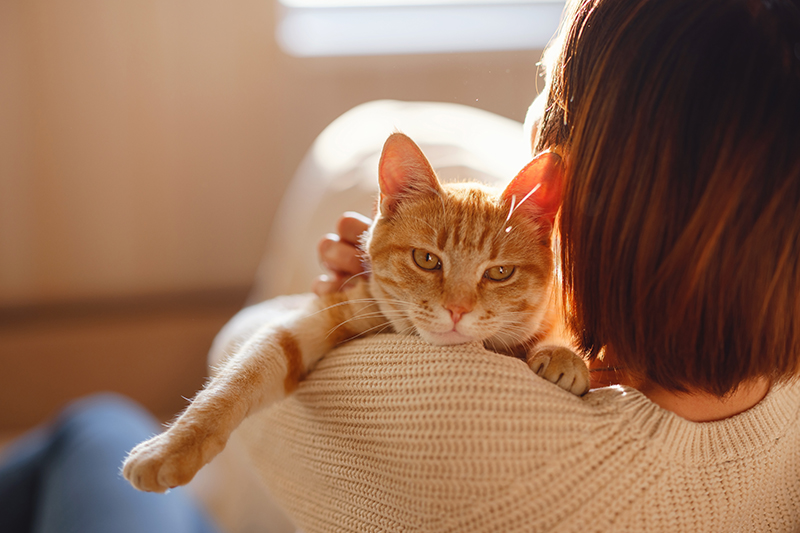 Chat tigré orange dans les bras de sa maîtresse