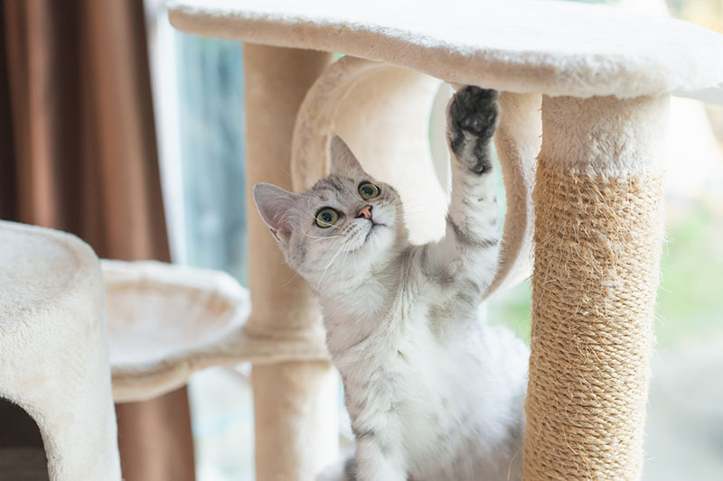 Un chaton jouant dans un arbre a chat diy