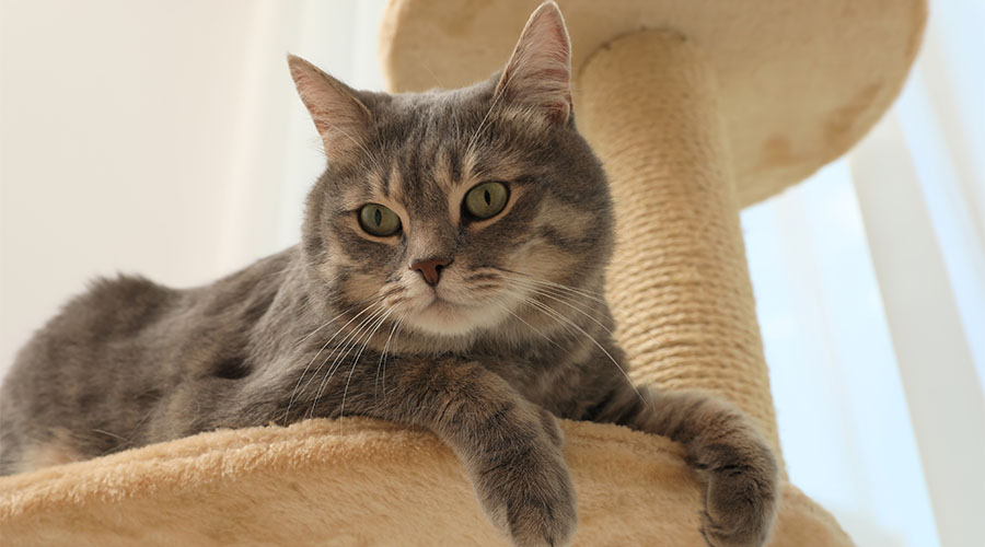 Un matou perché sur un arbre à chat maison