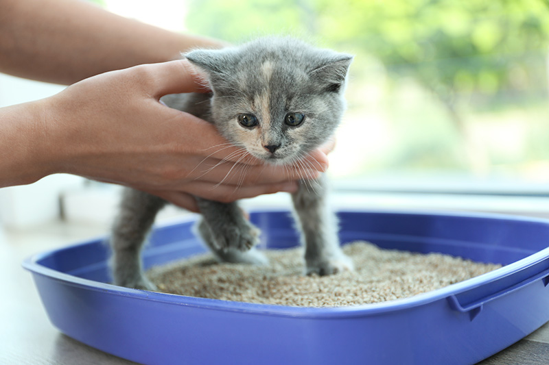 mettre doucement le chaton dans le bac à litière