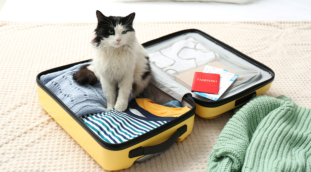 chat assis dans une valise sur le lit