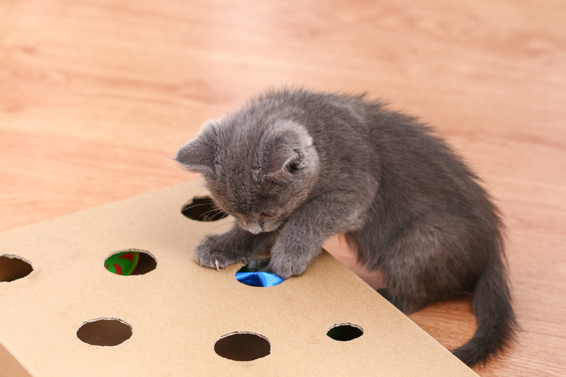 Un petit chaton joue avec un jouet interactif fait à la main