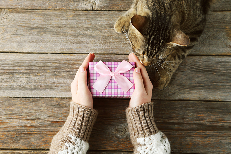 Un cadeau offert à un petit chat tigré